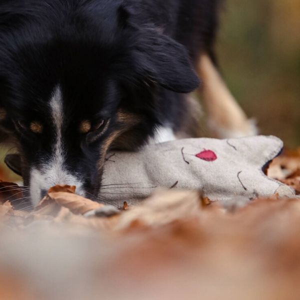Teddybär aus Bio-Hanf